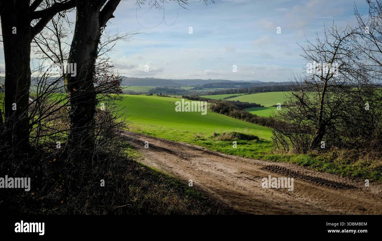 Grovely Wood, Wilton, Salisbury Wiltshire Großbritannien. 2025.der alte Wald ist Teil der Cranborne Chase National Landscape. Stockfoto
