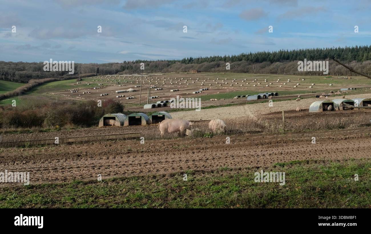 Grovely Wood, Wilton, Salisbury Wiltshire Großbritannien. 2025.der alte Wald ist Teil der Cranborne Chase National Landscape. Stockfoto