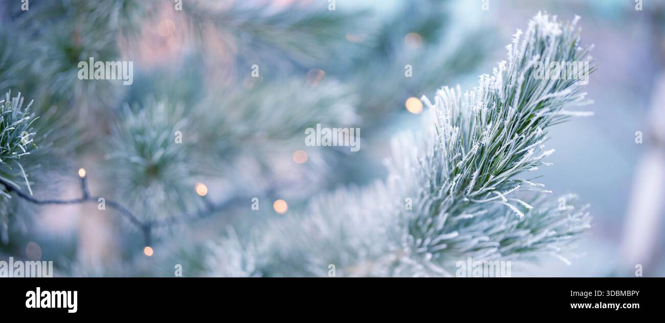 Kiefernzweige im Winter mit gefrorenem Raureif. Horizontale Nahaufnahme eines natürlichen weihnachtsbaums im Freien. Stockfoto