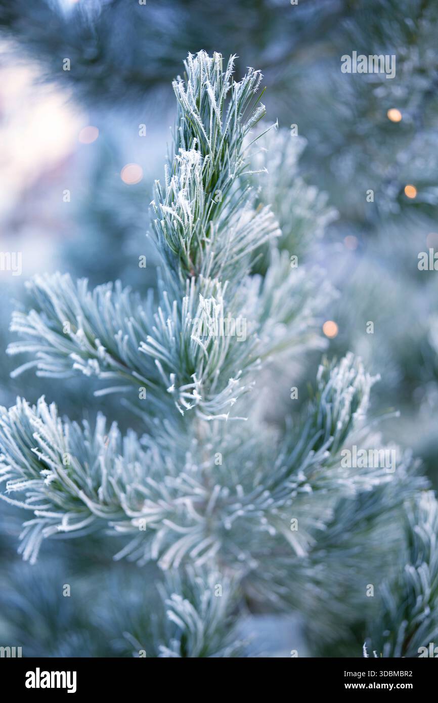 Kiefernzweige im Winter mit gefrorenem Raureif. Vertikale Nahaufnahme eines natürlichen weihnachtsbaums im Freien. Stockfoto