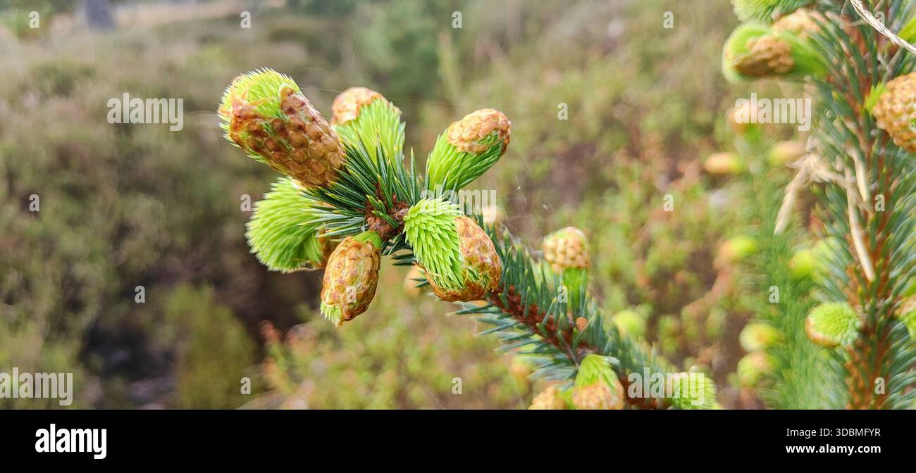 Eine detaillierte Nahaufnahme der jungen Fichtensprossen, die im Frühjahr auftauchen und frisches Wachstum und Erneuerung in den schottischen Highlands einfangen Stockfoto