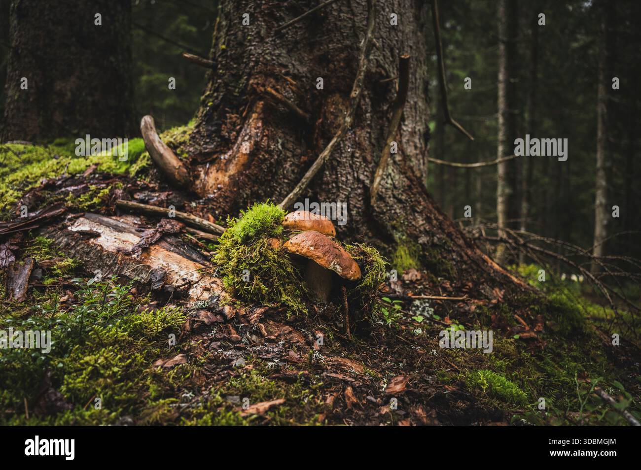 Steinpilze in der Nähe von Fichten auf dem Waldboden während der Pilzjagd in den Salzburger Wäldern in Salzburg, Österreich. Stockfoto