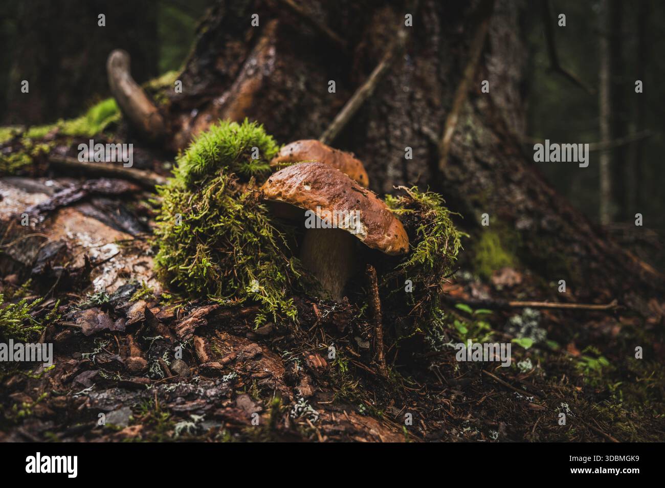 Steinpilze in der Nähe von Fichten auf dem Waldboden während der Pilzjagd in den Salzburger Wäldern in Salzburg, Österreich. Stockfoto