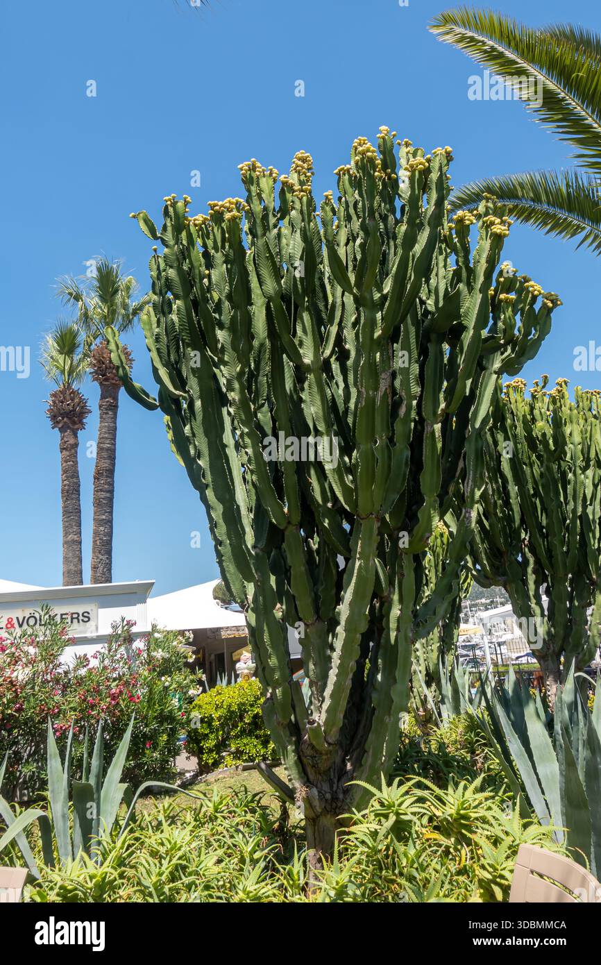 Großer saftiger Baum, ein Kandelaber-Baum (Gattung Euphorbia), Bodrum Truthahn Stockfoto