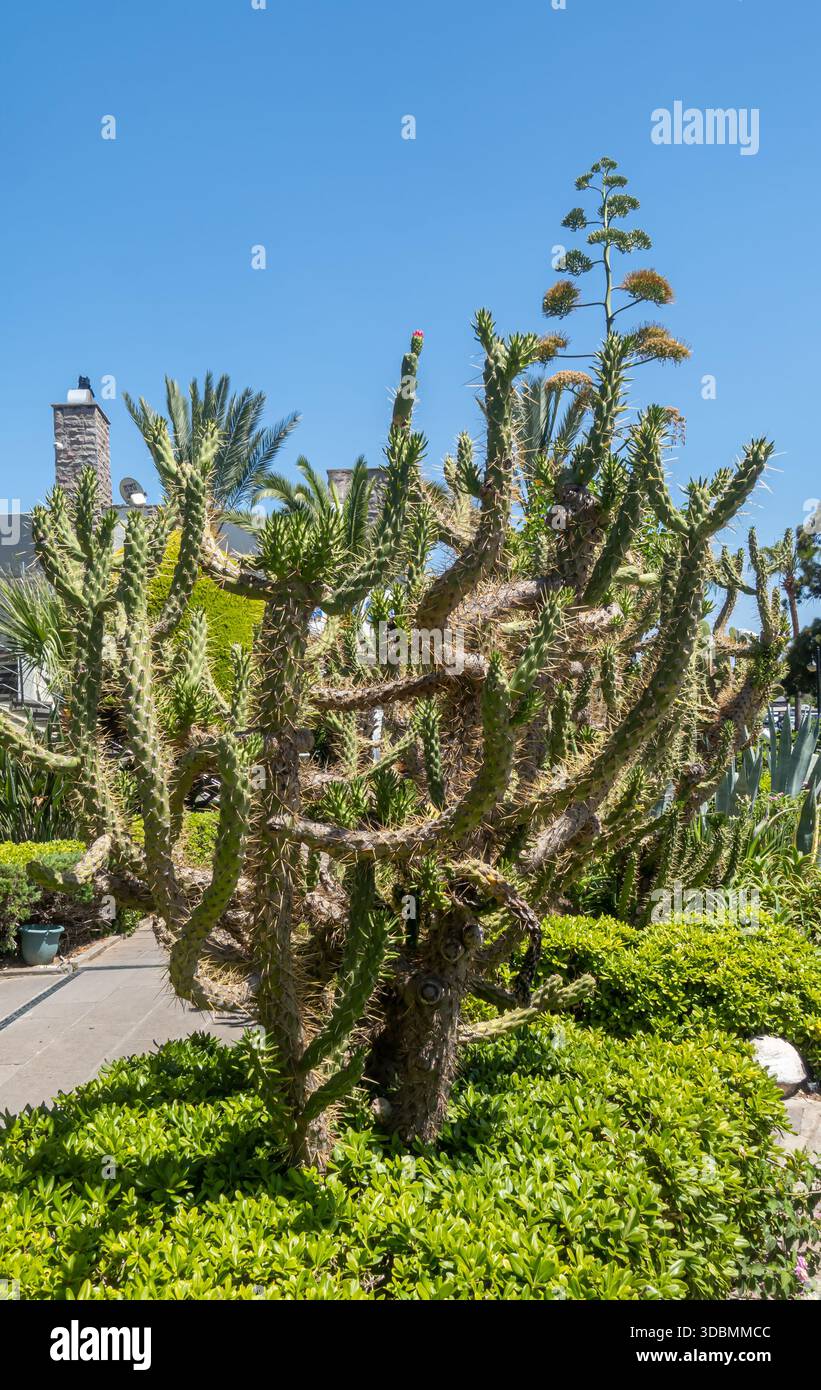 Subulata cactus-Baumpflanze in Bodrum Türkei Stockfoto