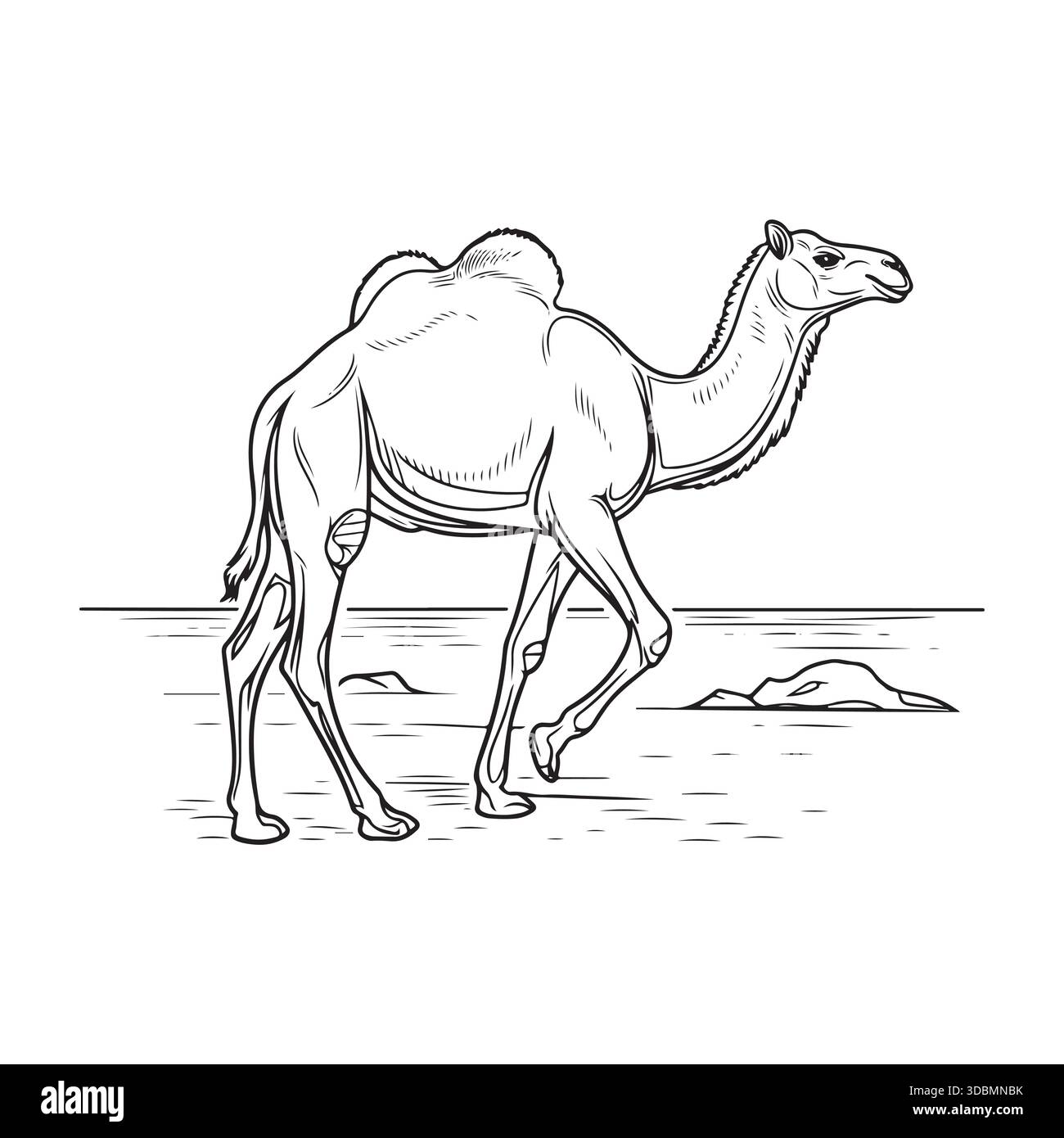 Detaillierte Gravur Dromedary Kamel Walking Desert Illustration Stock Vektor