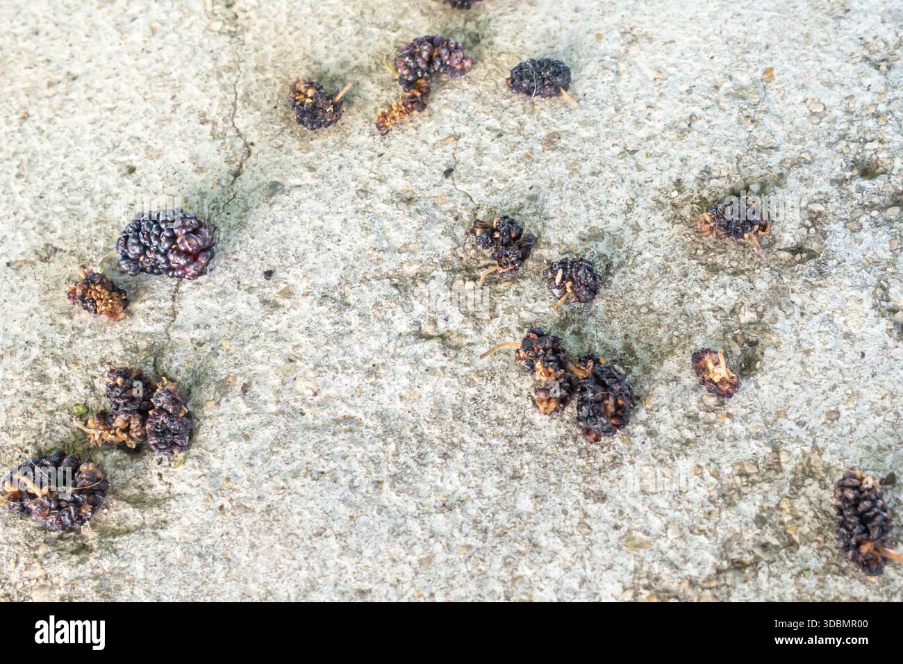 Maulbeeren, wahrscheinlich von einem weißen Maulbeerbaum (Morus alba), auf den Boden gefallen, Bodrum, Truthahn Stockfoto