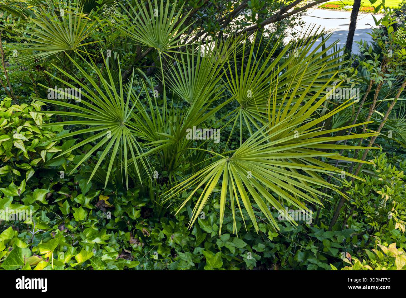 Große Palmen verteilen sich in einem Park mit viel Vegetation Stockfoto