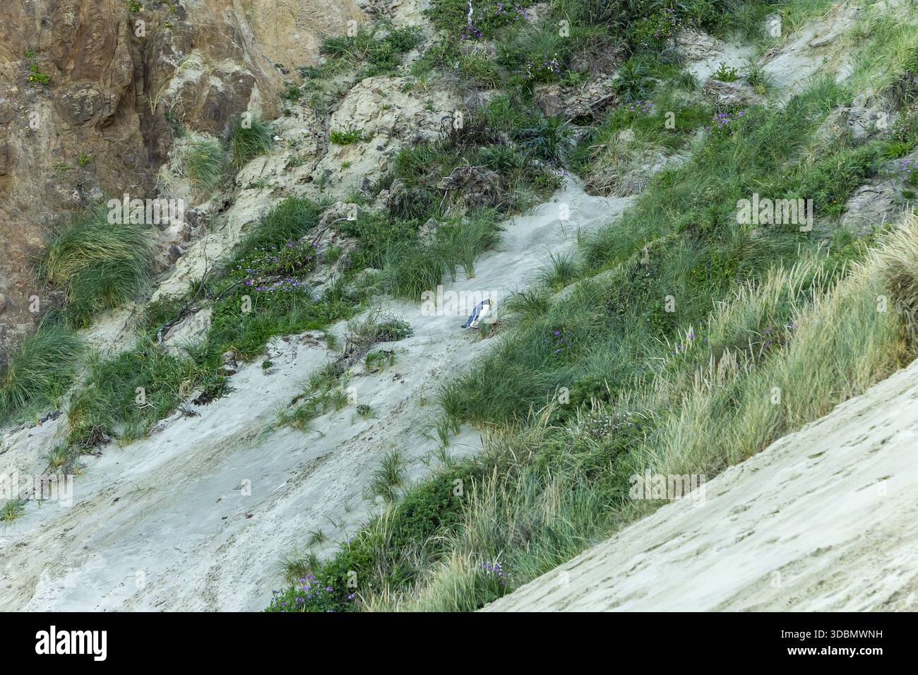 Blick auf einen einzelnen Pinguin, der auf einem sandigen Hang mit grüner Vegetation steht, vor einem Hintergrund von felsigen Klippen, die einen beeindruckenden Kontrast bilden, du Stockfoto