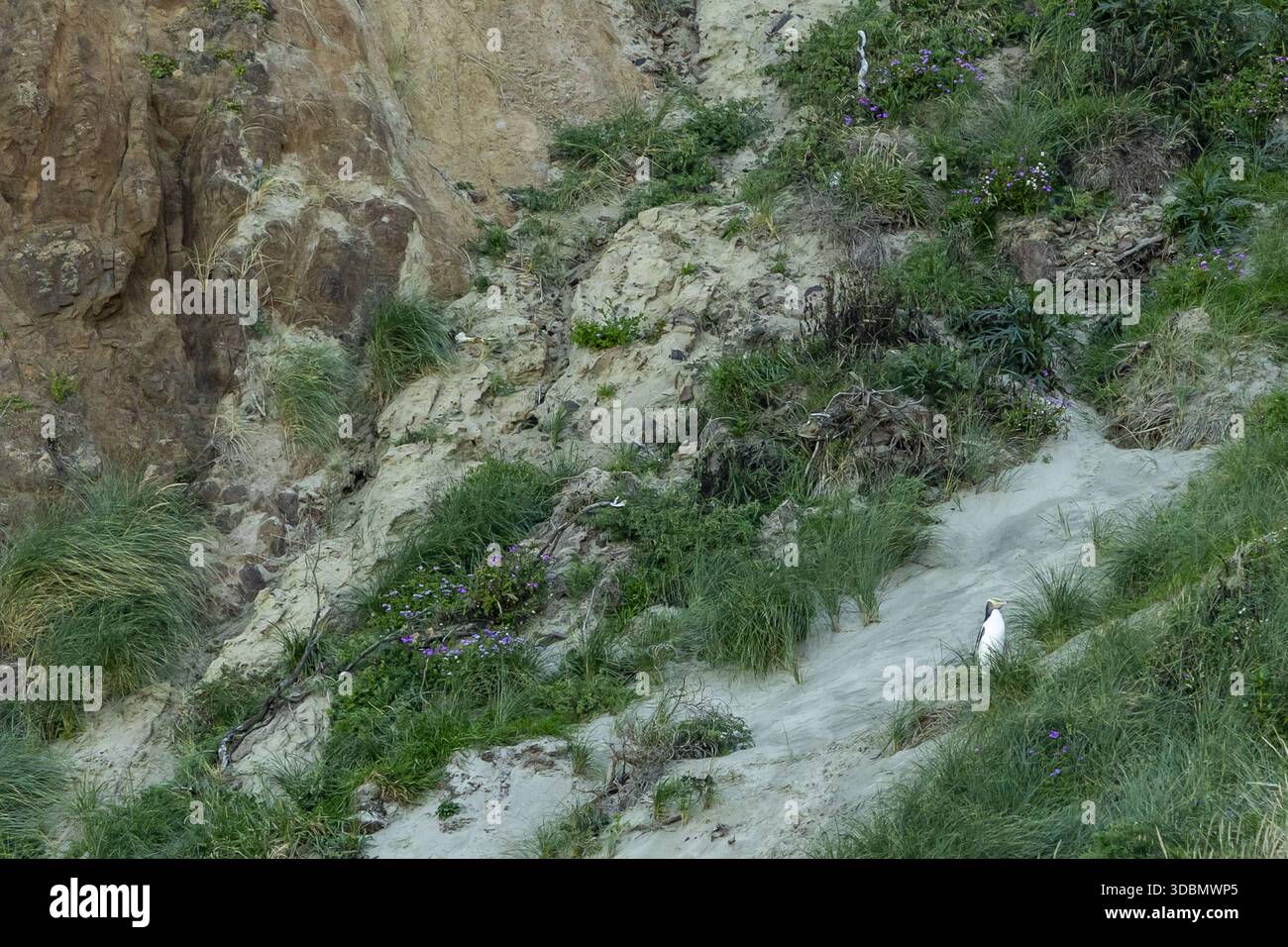 Der Blick auf zerklüftete Klippen trifft auf sandige Hänge mit lebhaftem Grün und einem einzigen Pinguin, die eine Oase für die Tierwelt bilden, Dunedin, Otago Region Stockfoto