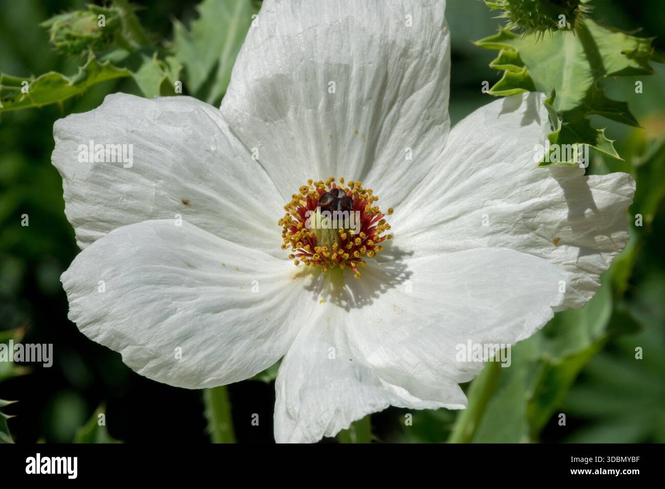 Weißer mexikanischer Mohn Argemone grandiflora Stockfoto