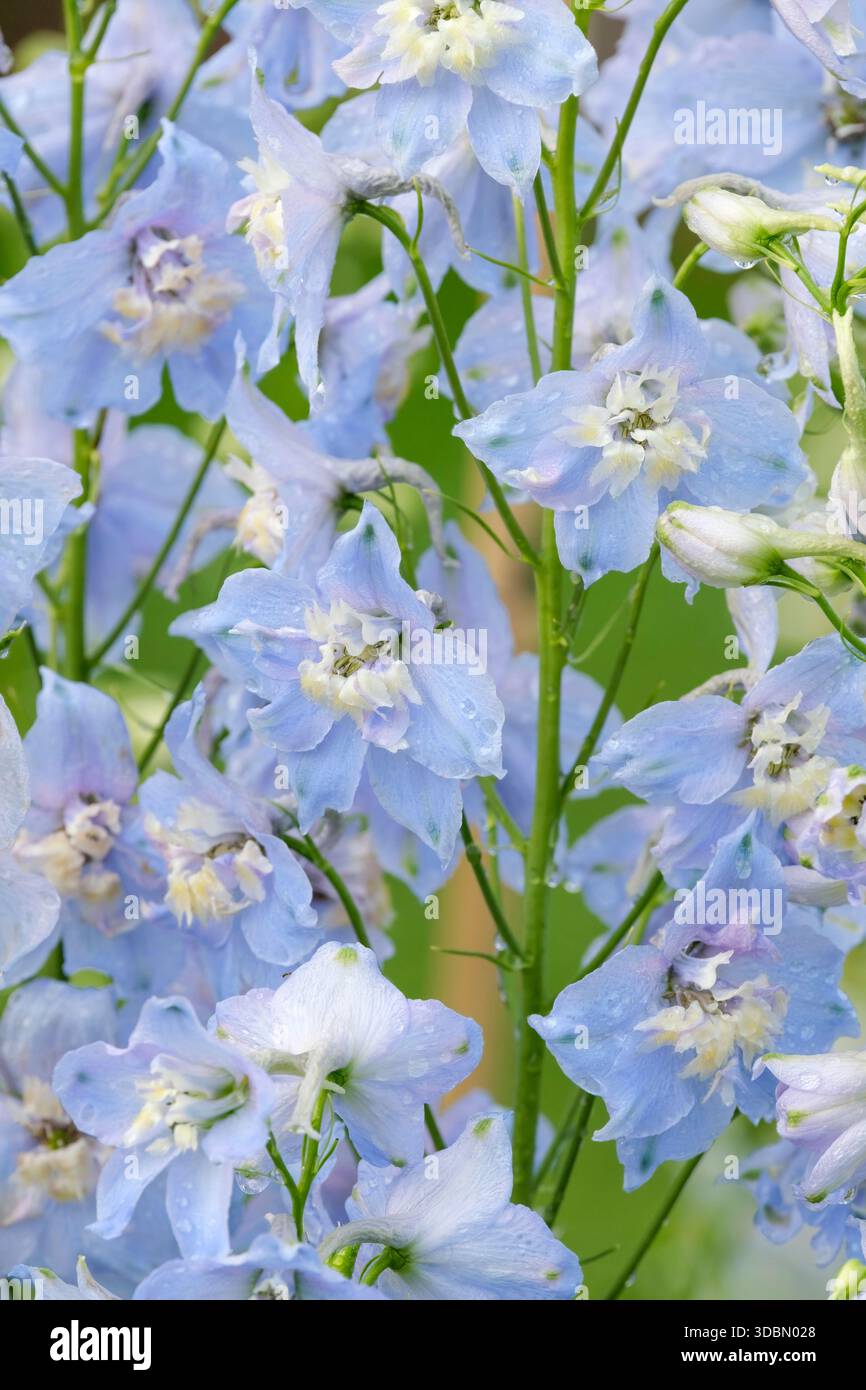 Delphinium Centurion Sky Blue, Delphinium Centurion Sky Blue, Spitzen von blassblauen Doppelblumen mit weißen zentralen Bienen Stockfoto