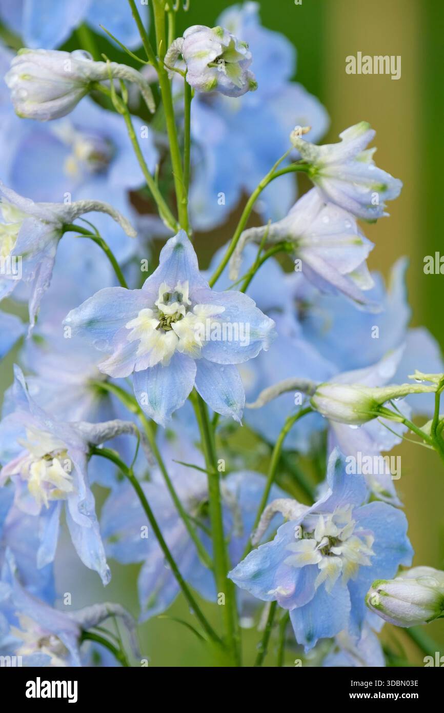 Delphinium Centurion Sky Blue, Delphinium Centurion Sky Blue, Spitzen von blassblauen Doppelblumen mit weißen zentralen Bienen Stockfoto
