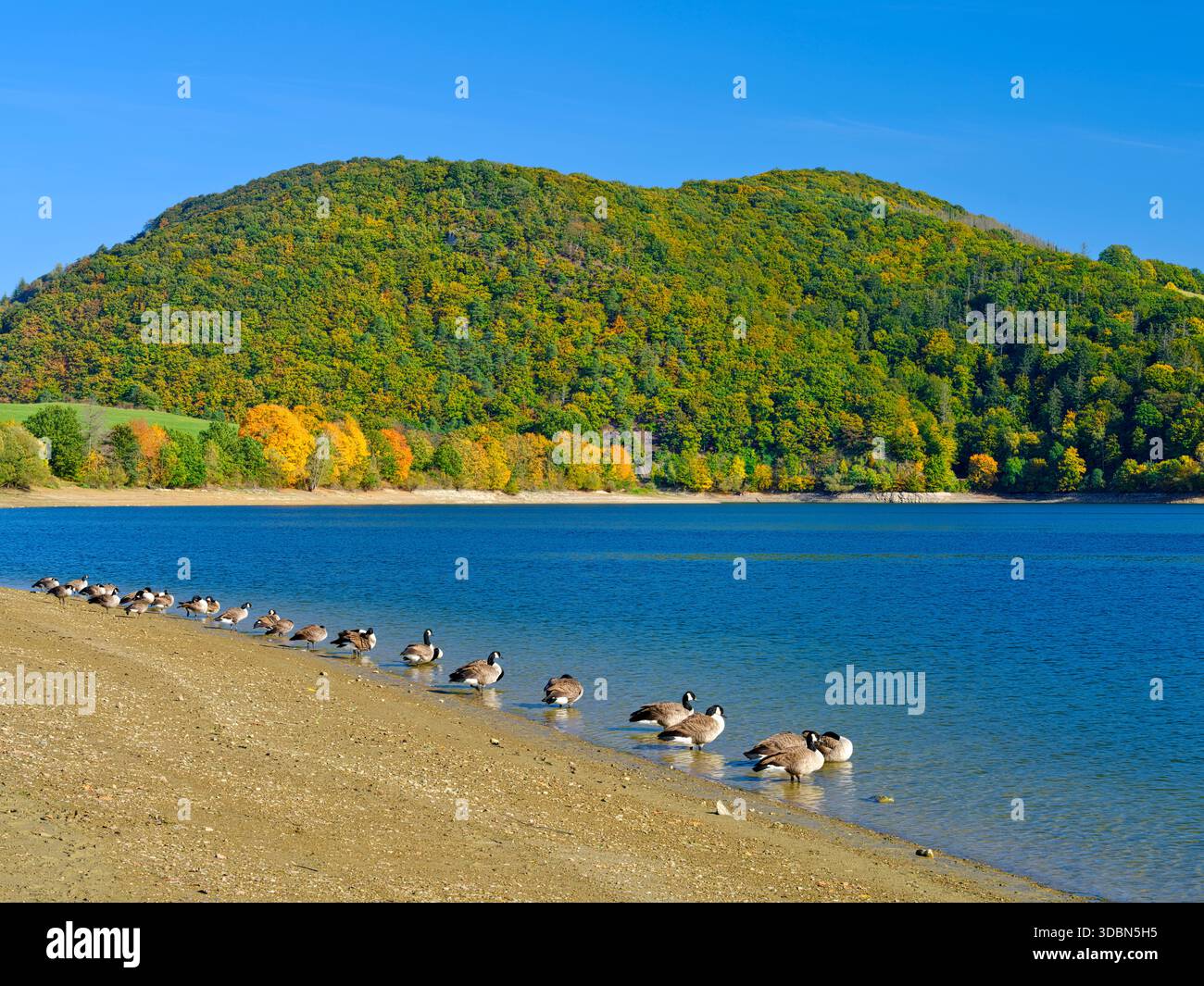Europa, Deutschland, Hessen, Nordhessen, Waldeckgebirge, Naturpark Diemelsee, Herbst am Ufer des Diemelsees, am Seeufer ruhende Gänse, Blick auf den Eisenberg mit der Aussichtsplattform St. Muffert Stockfoto