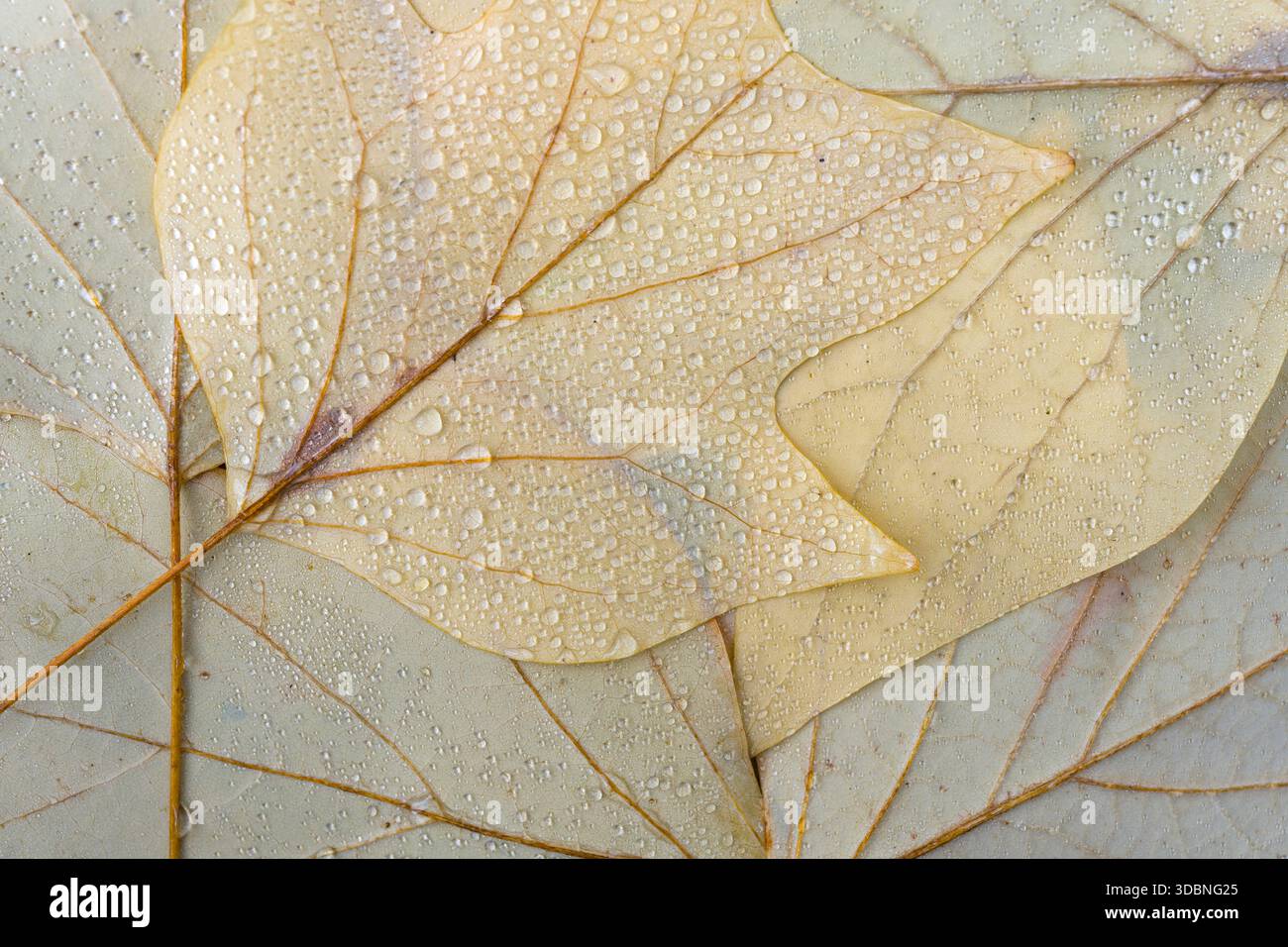Hellgelbe Blätter des Tulpenbaums (Liriodendron tulipifera) mit Wassertröpfchen, Nahaufnahme, Draufsicht, Deutschland Stockfoto