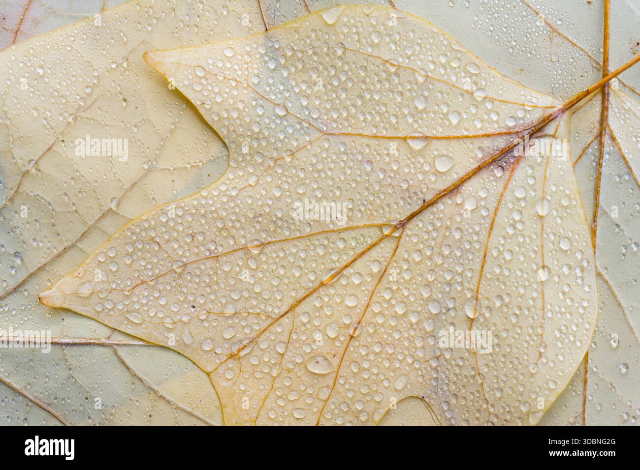 Hellgelbe Blätter des Tulpenbaums (Liriodendron tulipifera) mit Wassertröpfchen, Nahaufnahme, Draufsicht, Deutschland Stockfoto