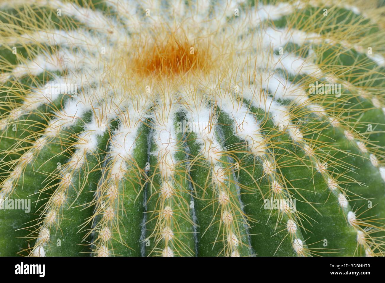 Golden Ball Cactus, Stuhl der Schwiegermutter oder Stuhl der Schwiegermutter (Echinocactus grusonii), Mexiko Stockfoto
