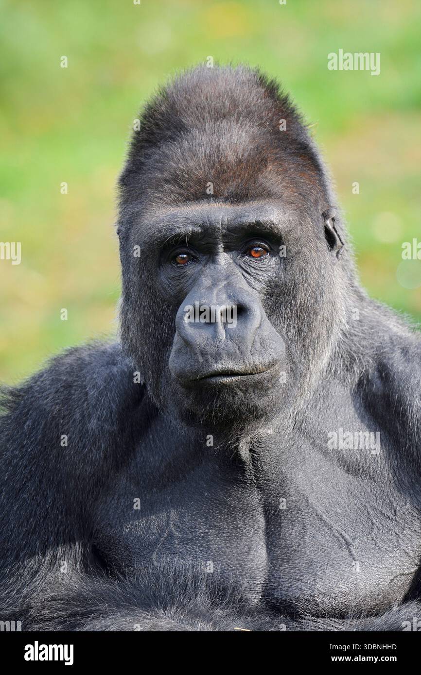 Westlicher Tieflandgorilla (Gorilla Gorilla), männlich, Silberrücken Stockfoto