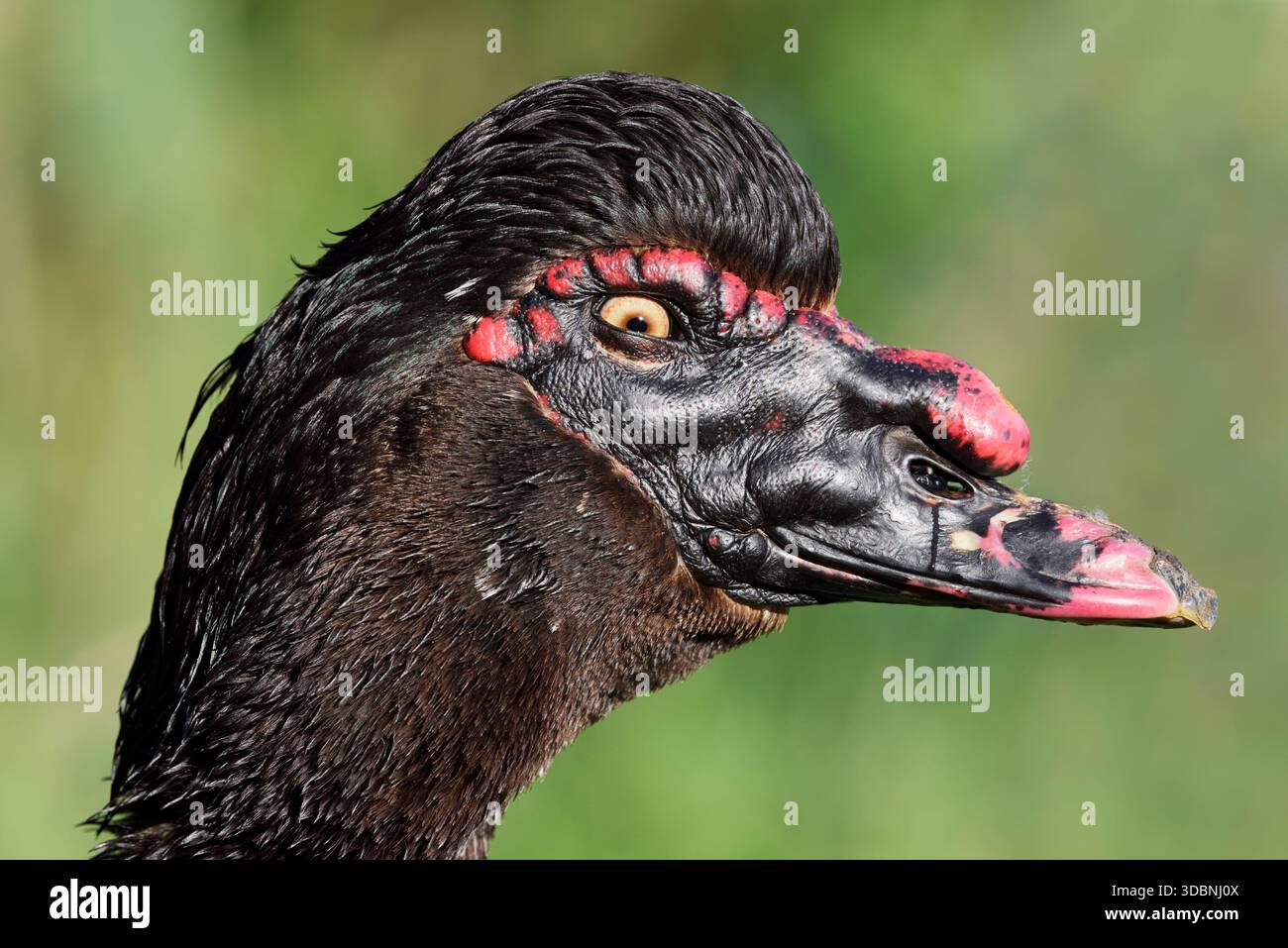 Moschusente (Cairina moschata), drake, Porträt, Nordrhein-Westfalen, Deutschland Stockfoto
