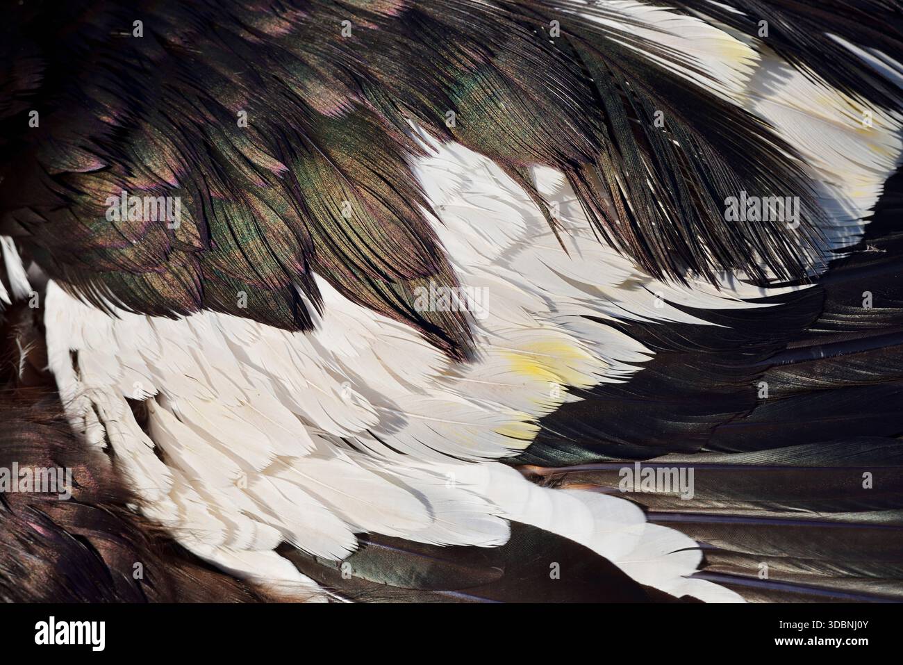 Moschusente (Cairina moschata), Gefieder von drake, Nordrhein-Westfalen, Deutschland Stockfoto