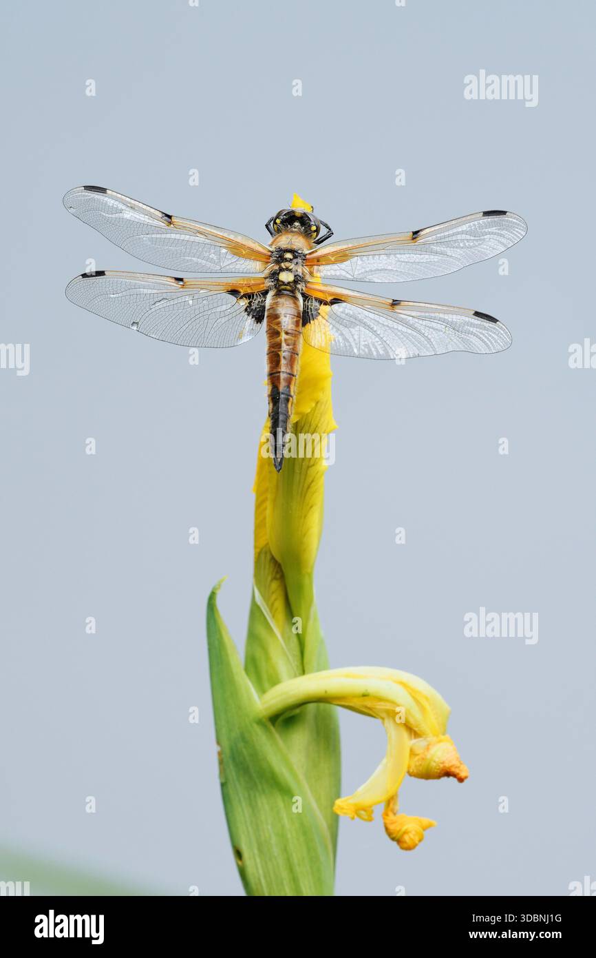 Vierfleck (Libellula quadrimaculata), weiblich auf einer Blume der Sumpfiris (Iris pseudacorus), Nordrhein-Westfalen, Deutschland Stockfoto