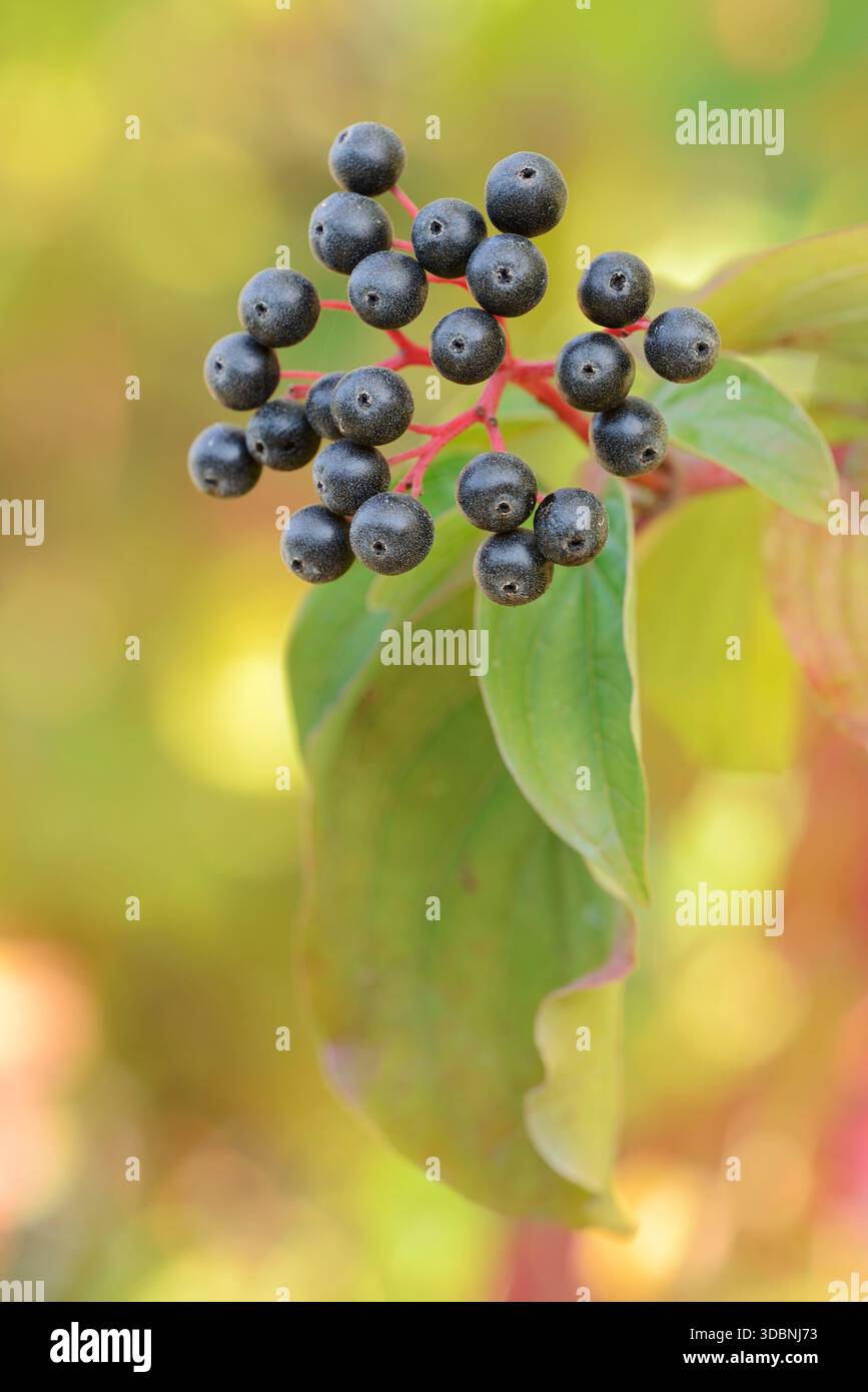 Blutroter Hartholz (Cornus sanguinea), Früchte und Blätter, Nordrhein-Westfalen, Deutschland Stockfoto
