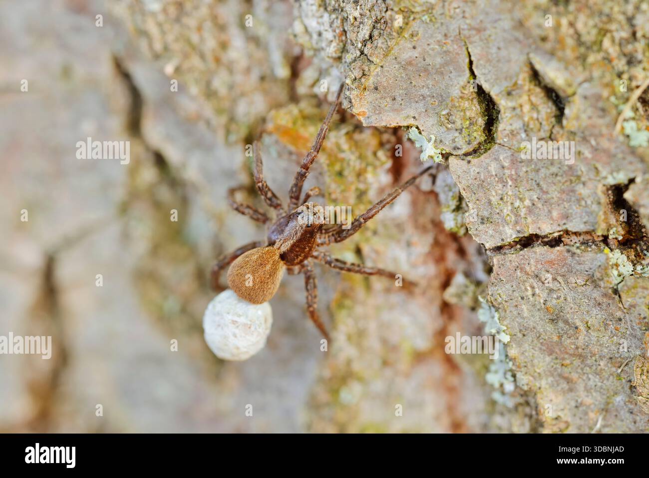 Trauerwolfsspinne (Pardosa lugubris), Weibchen mit Eierkokons, Nordrhein-Westfalen, Deutschland Stockfoto