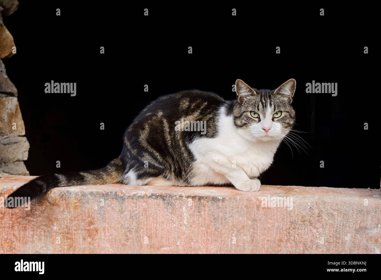 Hauskatze sitzend auf einer Mauer, Nordrhein-Westfalen, Deutschland Stockfoto