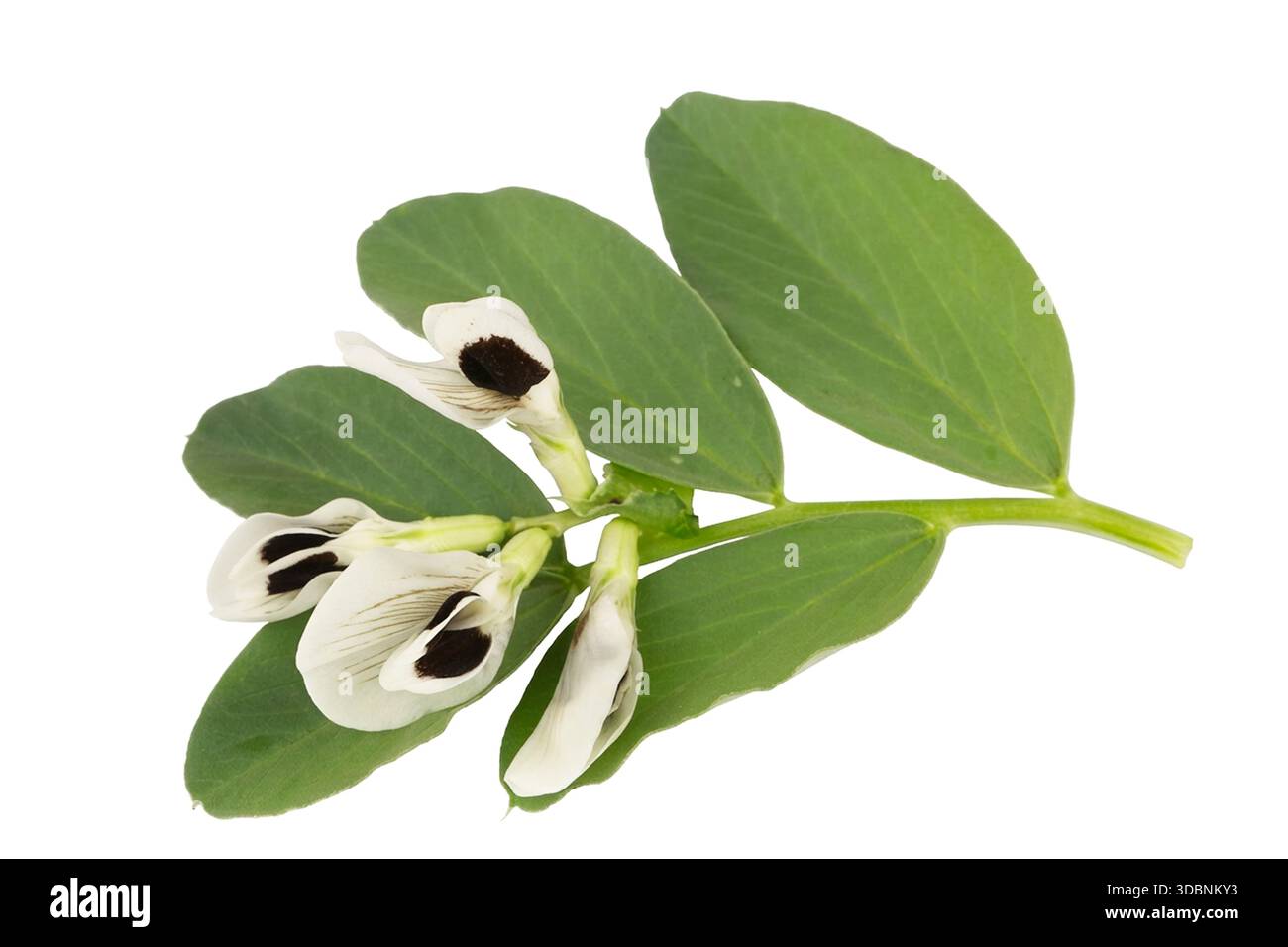 Vicia Faba Blume auf weißem Hintergrund Stockfoto