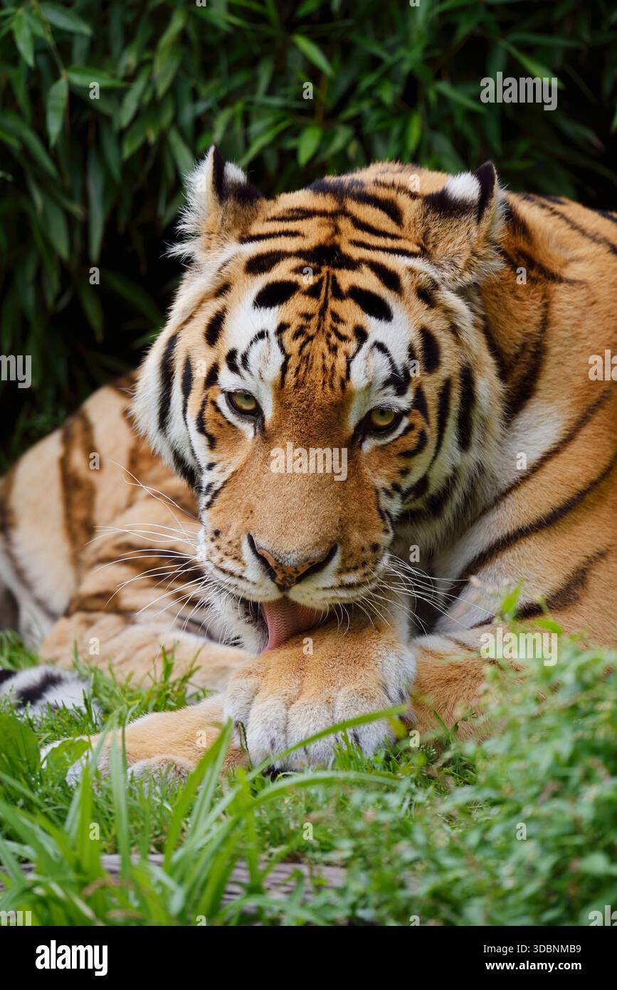 Sibirischer Tiger (Panthera tigris altaica) leckt seine Pfote, Vorkommen in Asien Stockfoto
