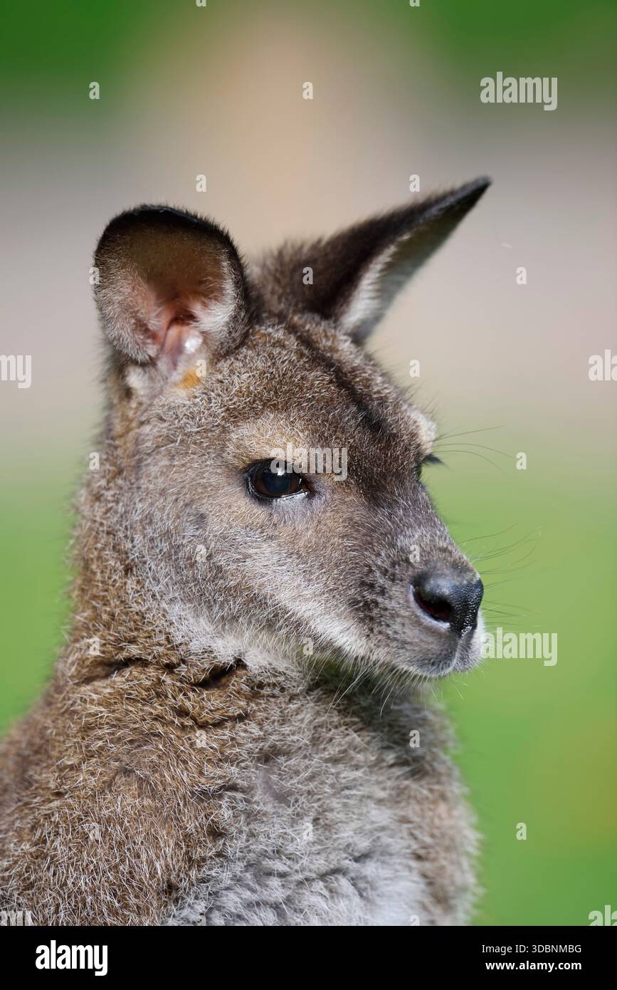 Rothalswallaby oder Bennett's Känguru (Notamacropus rufogriseus, Macropus rufogriseus), Porträt Stockfoto