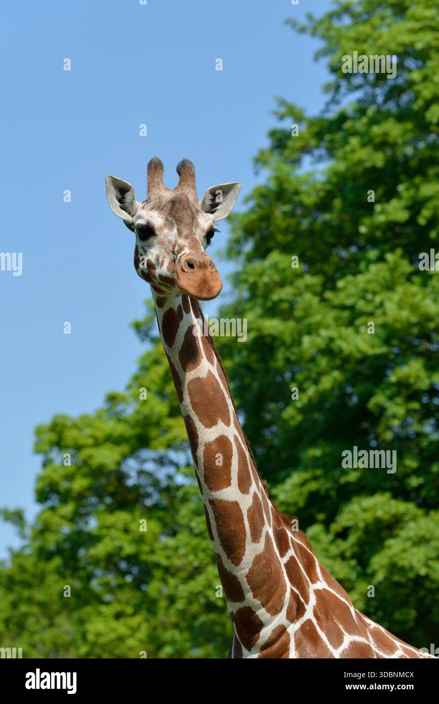Netzgiraffe (Giraffa camelopardalis reticulata) Stockfoto