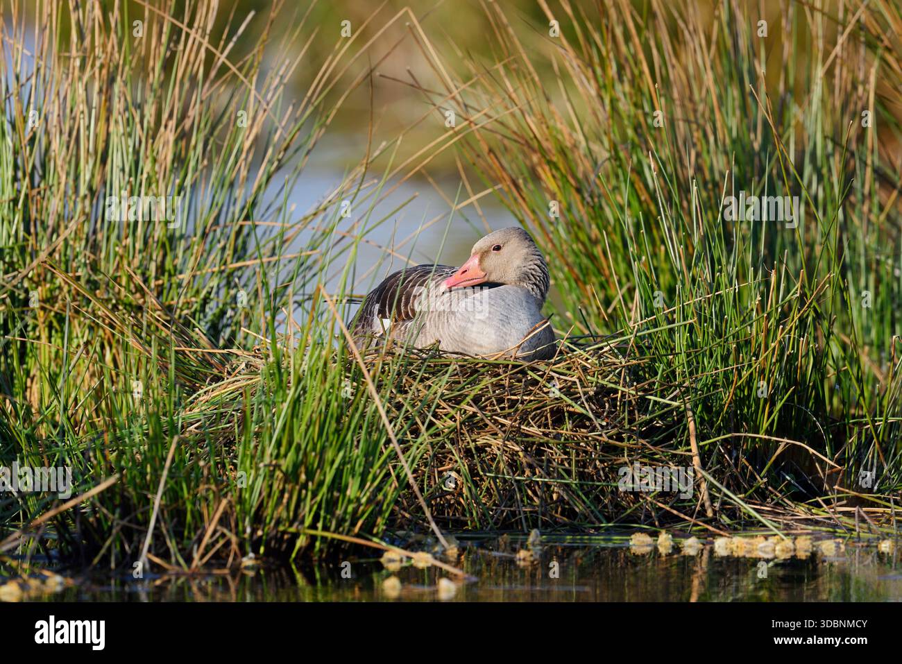 Graugans (Anser anser) auf dem Nest brütend, Nordrhein-Westfalen, Deutschland Stockfoto