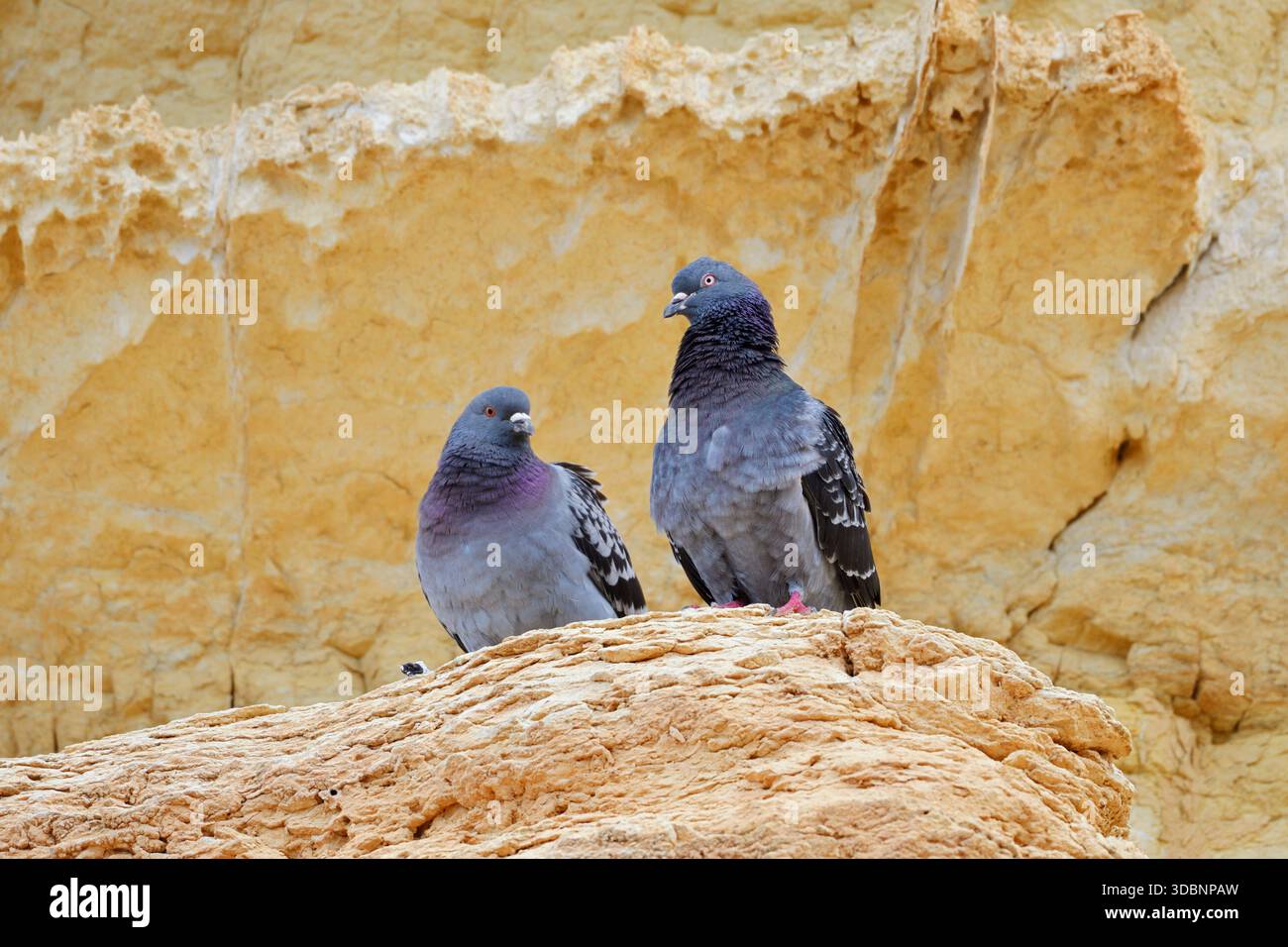 Steintaube (Columba Livia), Paar auf einem Felsen, Algarve, Portugal Stockfoto