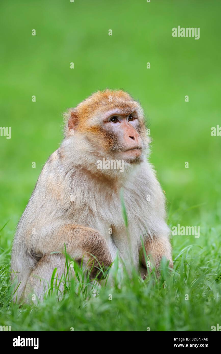 Berbermakaken oder Magot (Macaca sylvanus), heimisch in Marokko Stockfoto