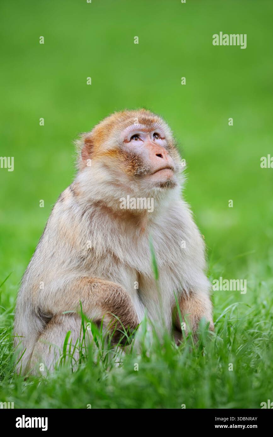 Berbermakaken oder Magot (Macaca sylvanus), heimisch in Marokko Stockfoto