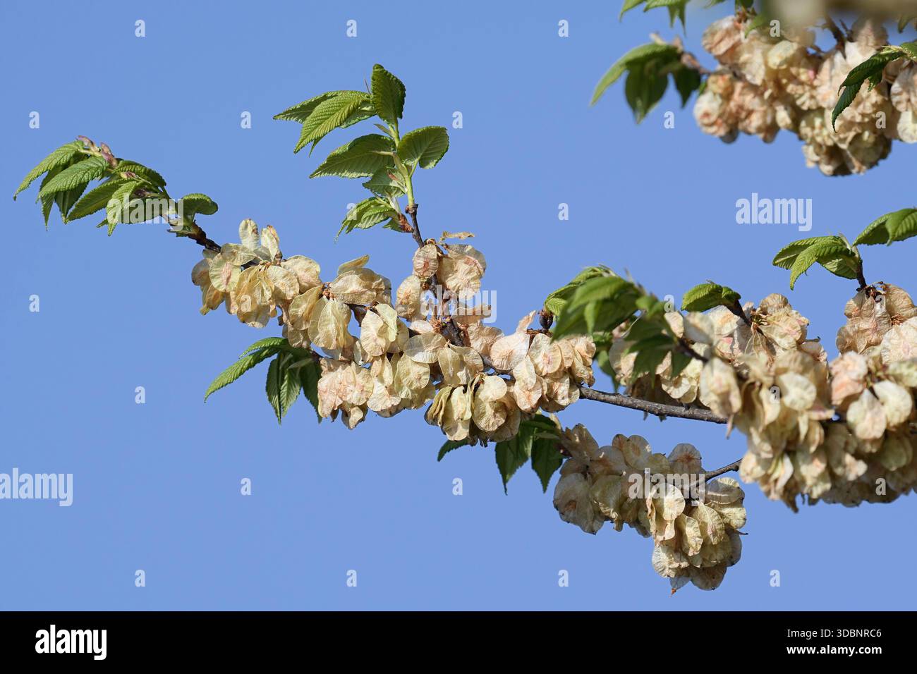 Flatterulme (Ulmus laevis), Zweig mit Blättern und Flügelnüssen, Nordrhein-Westfalen, Deutschland Stockfoto