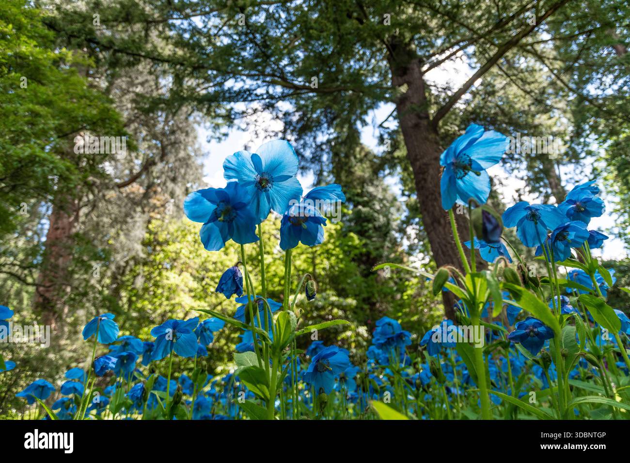 Hellblauer Meconopsis Himalaya-Mohn erhebt sich inmitten grüner Blätter in einem sonnendurchfluteten Wald. Stockfoto