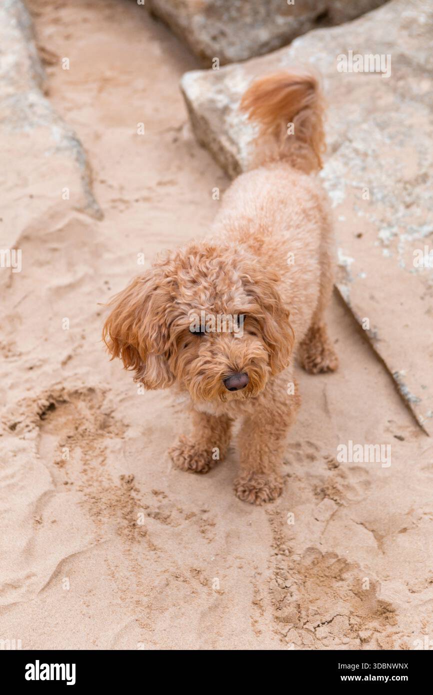 Golden Doodle Hund liegt am Sandstrand in der Nähe von Steinplatten und blickt mit ruhigem und entspanntem Ausdruck weg. Stockfoto