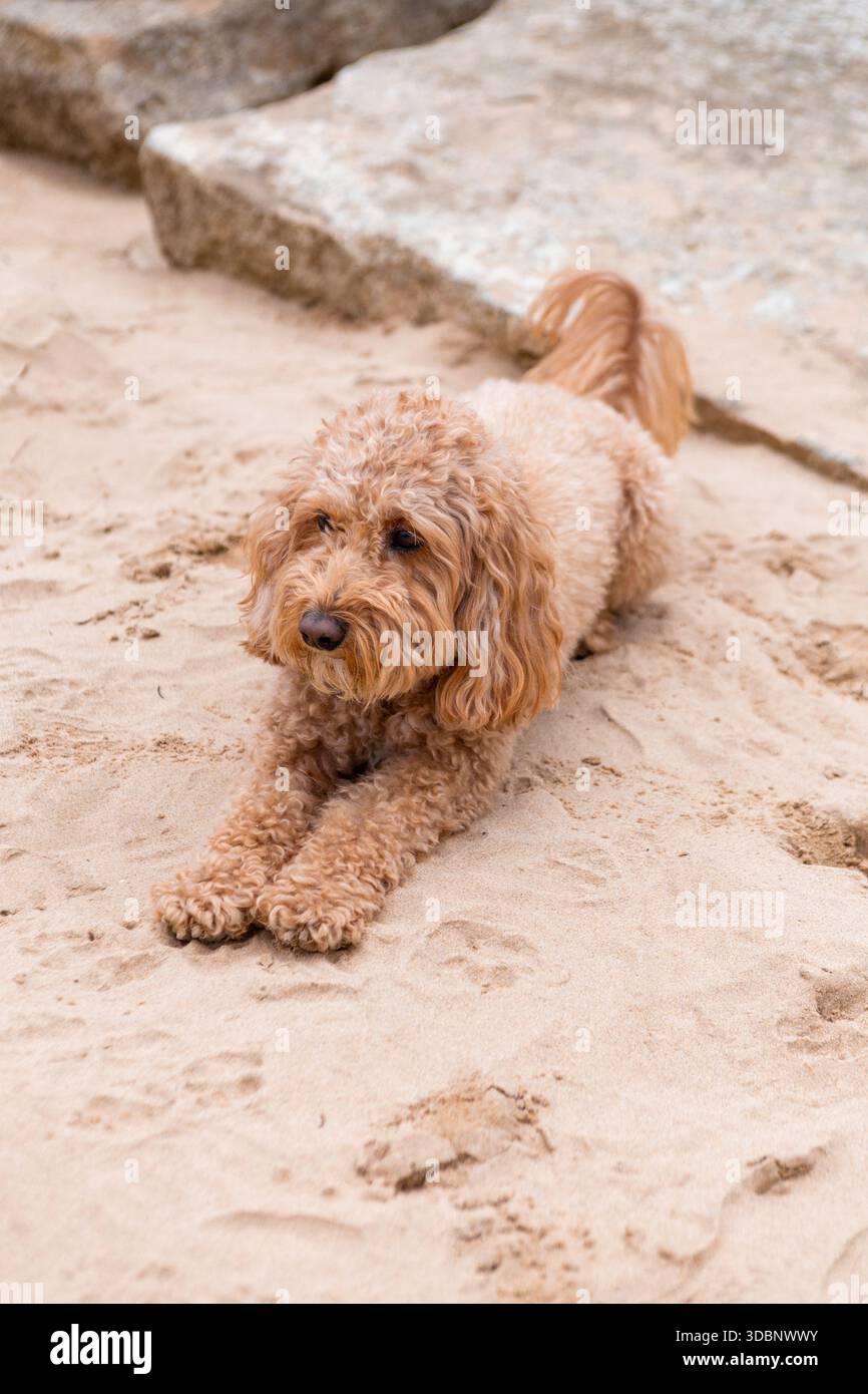 Golden Doodle Hund liegt am Sandstrand in der Nähe von Steinplatten und blickt mit ruhigem und entspanntem Ausdruck weg. Stockfoto