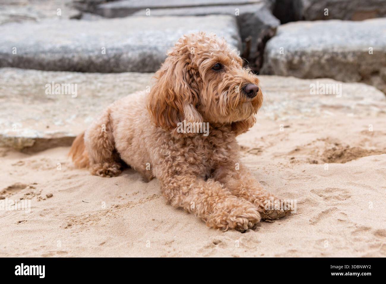 Golden Doodle Hund liegt am Sandstrand in der Nähe von Steinplatten und blickt mit ruhigem und entspanntem Ausdruck weg. Stockfoto
