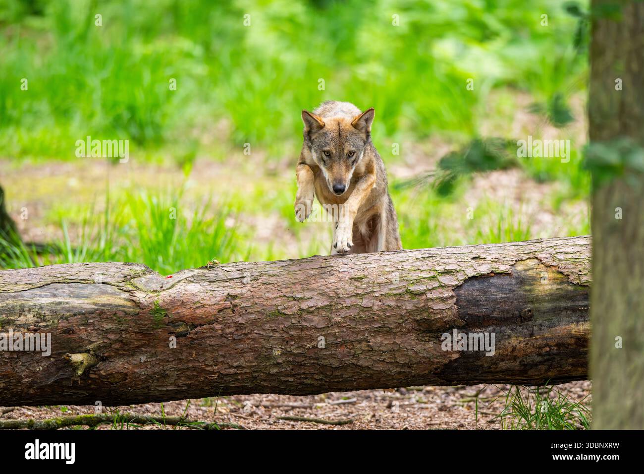 Eurasischer Wolf (Canis Lupus), der über einen Baumstamm in einem Wald springt, Hessen, Deutschland, Europa Stockfoto