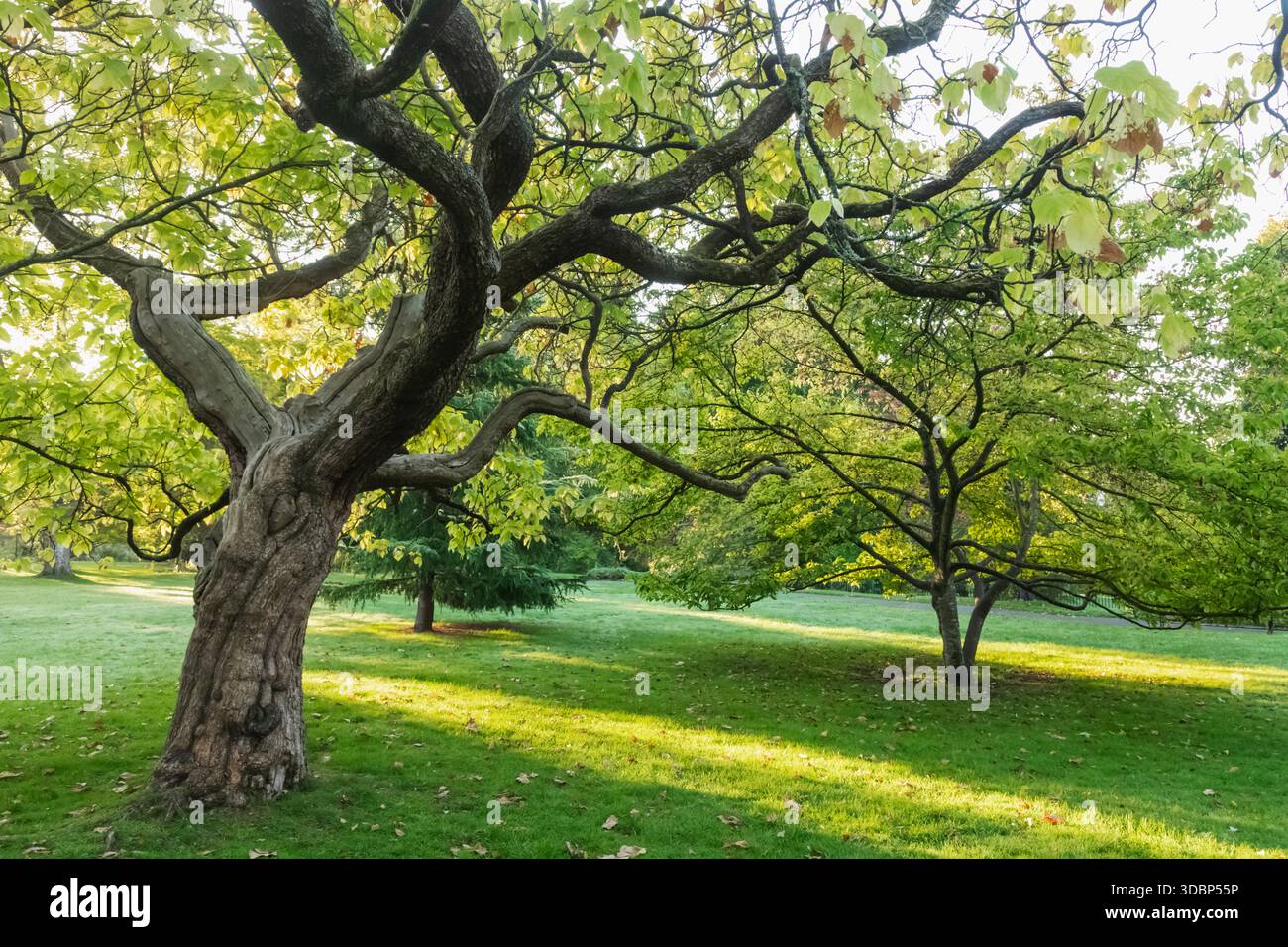 England, Somerset, Bath, Royal Victoria Park, Botanical Gardens, Grüne Bäume Stockfoto