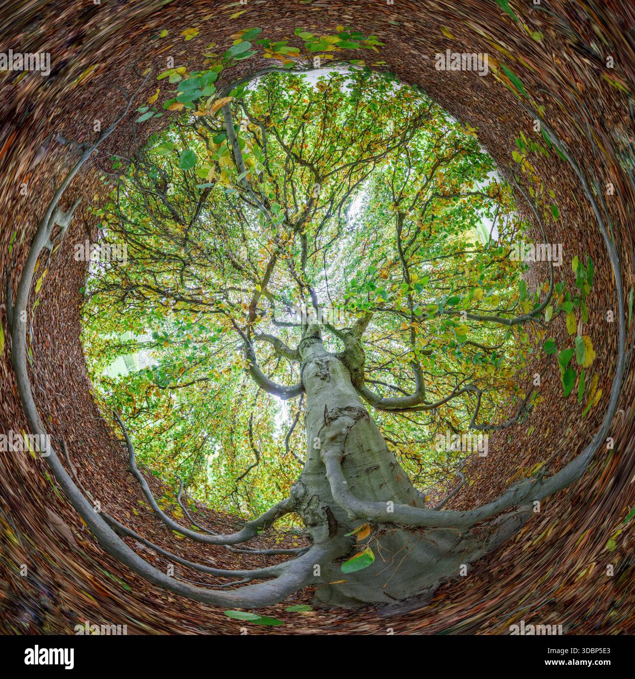 Deutschland, Baden-Württemberg, Hohenheim, botanischer Garten, sphärisches Panorama Grüne Trauerbuche (Fagus sylvatica) innerhalb der verzweigten Krone Stockfoto