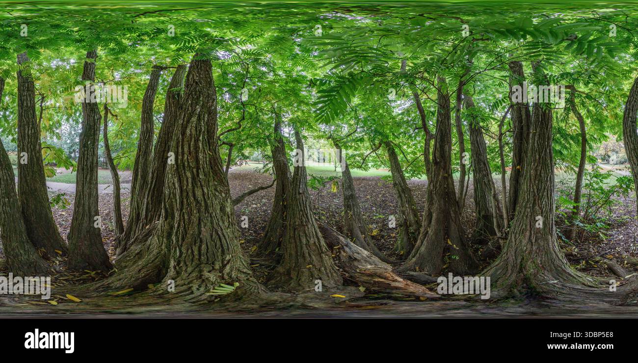 Deutschland, Baden-Württemberg, Hohenheim, botanischer Garten, kugelförmiges Panorama Kaukasische Flügelnuss (Pterocarya pterocarpa) innerhalb des verzweigten Stammes. Stockfoto