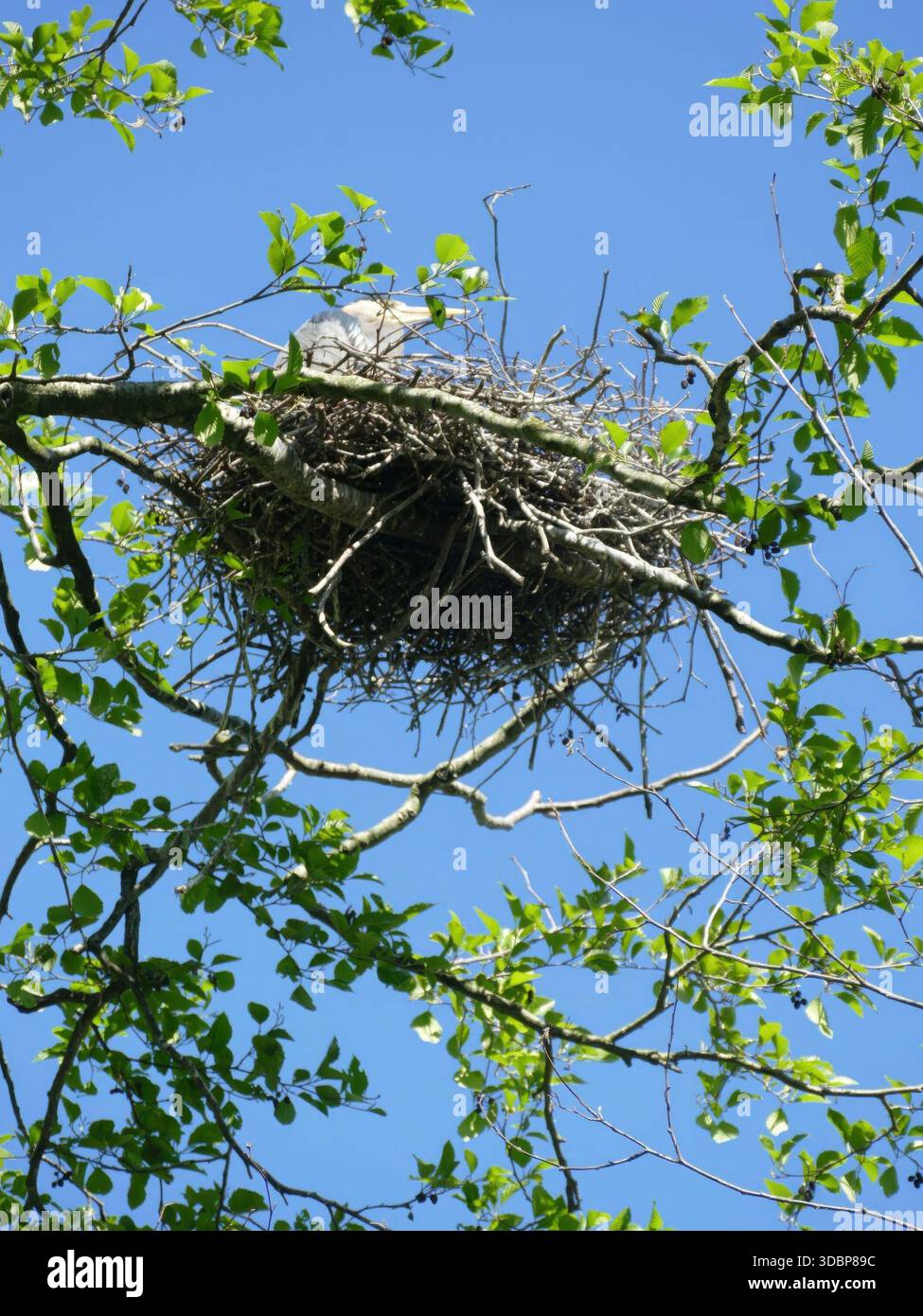 SEATTLE - 22. APR 2025 - Ein grauer Reiher ruht in seinem Nest aus trockenen Zweigen auf den Ästen eines Baumes mit grünen Blättern, vor einem klaren blauen Himmel. Stockfoto