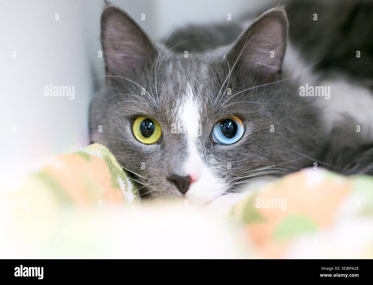 Eine mittelhaarige Hauskatze mit Heterochromie in den Augen, ein blaues und ein gelbes Auge, entspannt auf einer Decke Stockfoto
