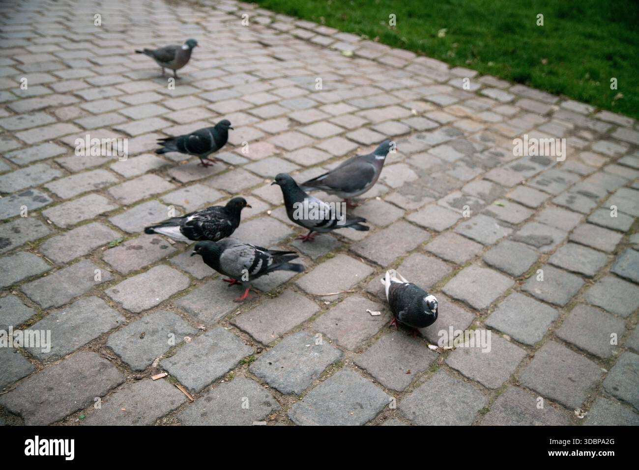 Pariser Tauben - in der Stadt der Liebe - Mai Stockfoto