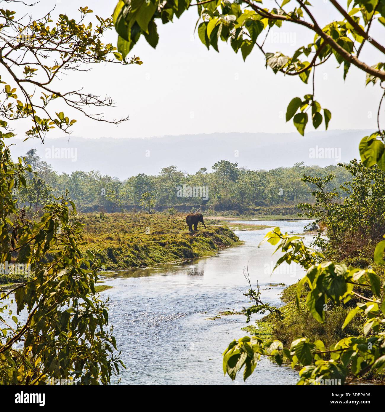 Wilder Elefant in der Nähe eines Flusses im Chitwan National Park, Nepal, umgeben von üppiger Vegetation und natürlicher Flusslandschaft. Stockfoto