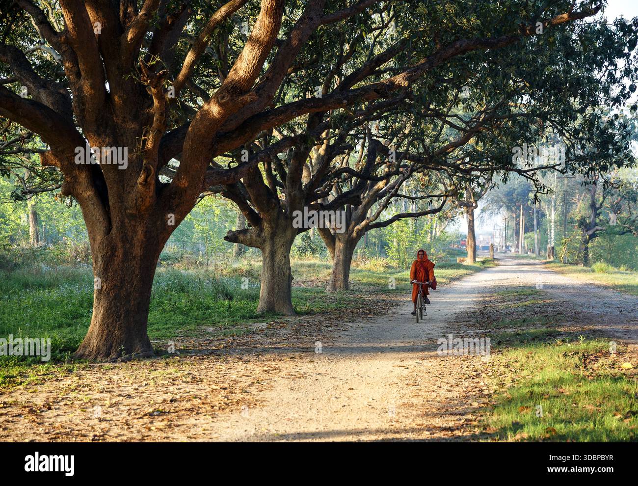 Ein buddhistischer Mönch, der auf einer ruhigen, von Bäumen gesäumten Straße in Nepal Fahrrad fährt. Stockfoto